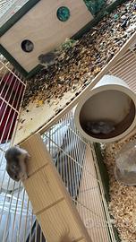 Criceti russi nati in casa