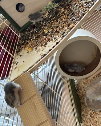 Criceti russi nati in casa