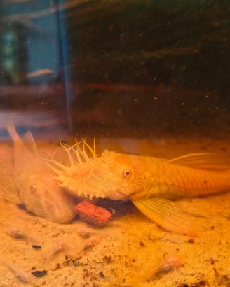 Ancistrus gold