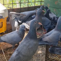 Piccioni giovani Rosati e Cenerini Tenebrosi