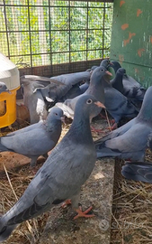 Piccioni giovani Rosati e Cenerini Tenebrosi