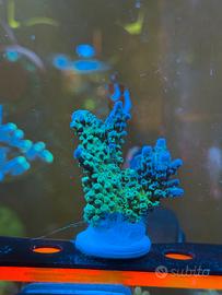 Coralli Anacropora e Acropora