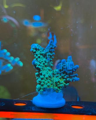 Coralli Anacropora e Acropora