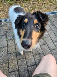 Cucciola Pastore Scozzese