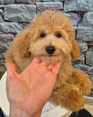 Barboncini toy cuccioli
