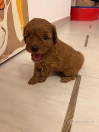Barboncino Toy con pedigree