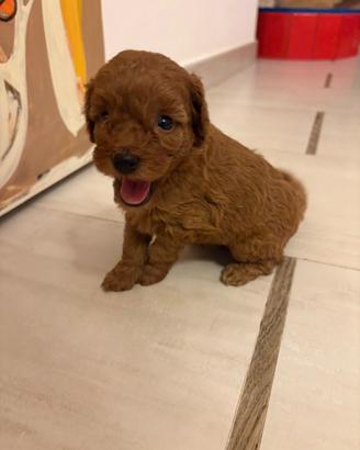Barboncino Toy con pedigree