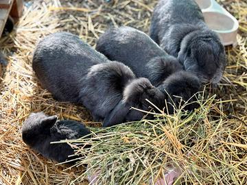 Coniglio nano ariete blu di Vienna