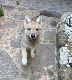 Cuccioli cane lupo cecoslovacco