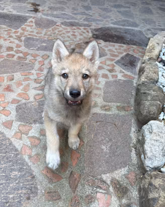 Cuccioli cane lupo cecoslovacco