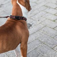Amstaff maschio