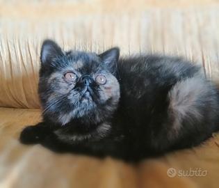 Exotic shorthair gattina con pedigree