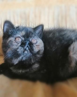 Exotic shorthair gattina con pedigree