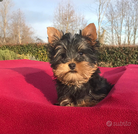 Cucciolo maschietto yorkshire terrier
