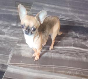 cgrr chihuahua mini Toy 