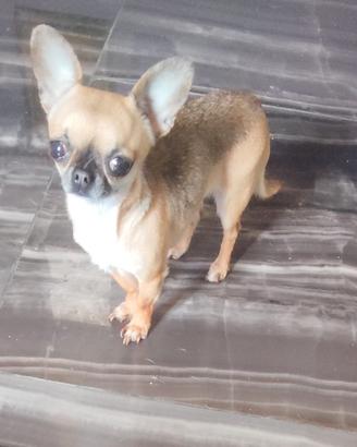 cgrr chihuahua mini Toy 