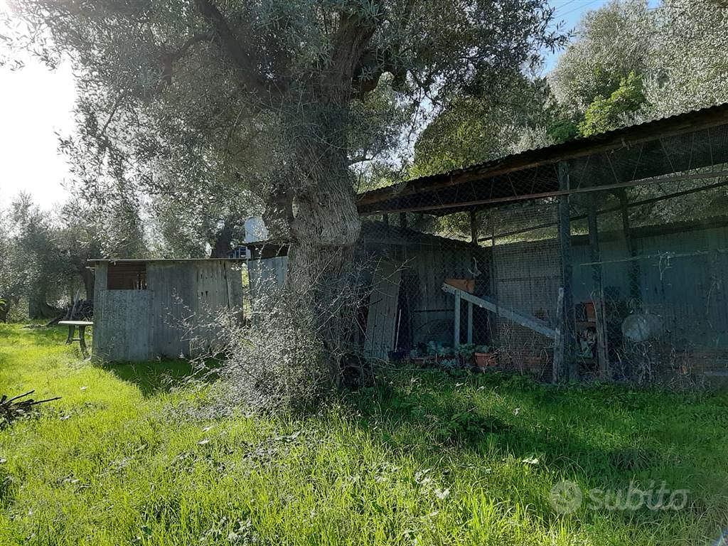 Rif.AA-T32| terreno agricolo follonica - Vista 2