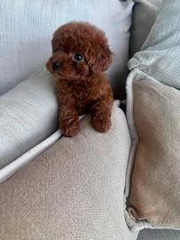 Barboncino Teacup Red cucciolo