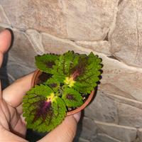 Pianta di Coleus (Plectranthus scutellari).