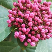 perenni piante annuali 