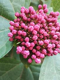 perenni piante annuali 