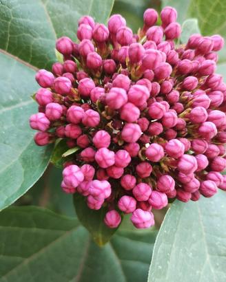 perenni piante annuali 