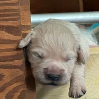 Cuccioli Golden Retriever