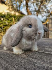 Conigli minilop cuccioli