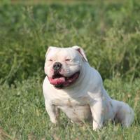 Blanchito american Bully standard per accoppiament