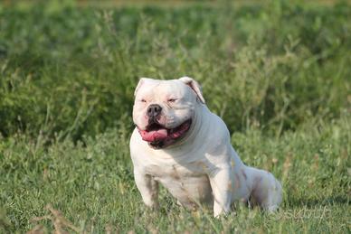 Blanchito american Bully standard per accoppiament