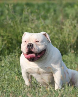 Blanchito american Bully standard per accoppiament