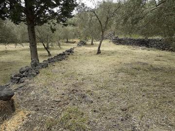 OPEN HOUSE: uliveto 23000 mq Nocellara dell'Etna