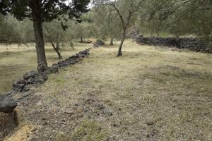 OPEN HOUSE: uliveto 23000 mq Nocellara dell'Etna