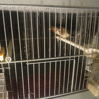 Passeri del Giappone