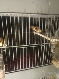 Passeri del Giappone