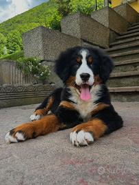 Cucciola bovaro del bernese