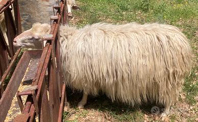 Ariete "razza sarda"