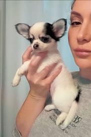 Chihuahua cuccioli antenati multi campioni