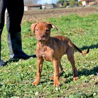 Cuccioli di Pitbull