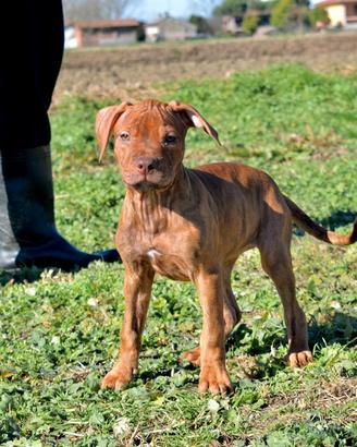 Cuccioli di Pitbull