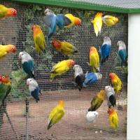 Inseparabili fischer roseicollins personata