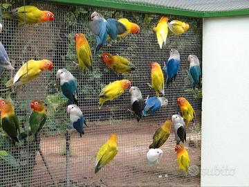 Inseparabili fischer roseicollins personata