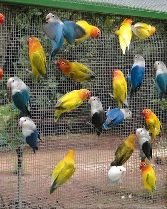 Inseparabili fischer roseicollins personata