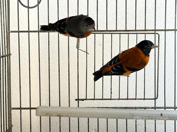 Coppie di cardinalini