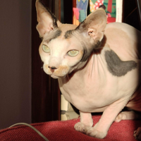 Sphynx Pedigree Affettuosa