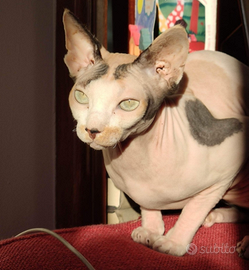 Sphynx Pedigree Affettuosa