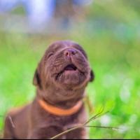 Labrador da tartufo