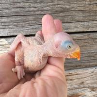 Parrocchetti dal collare blu