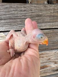 Parrocchetti dal collare blu