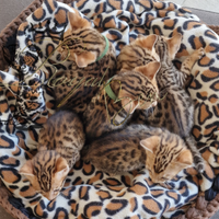 Gatto bengala